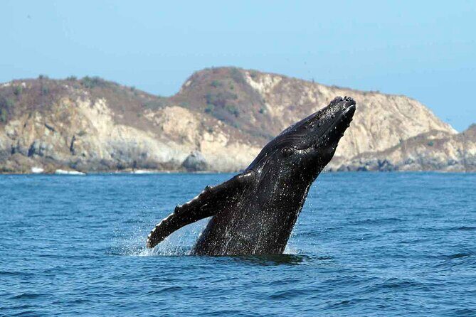 Private Huatulco Whale & Dolphin Adventures - Key Points