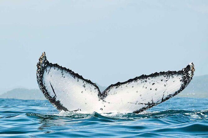 Private Huatulco Whale & Dolphin Adventures - What’s Included and What’s Not
