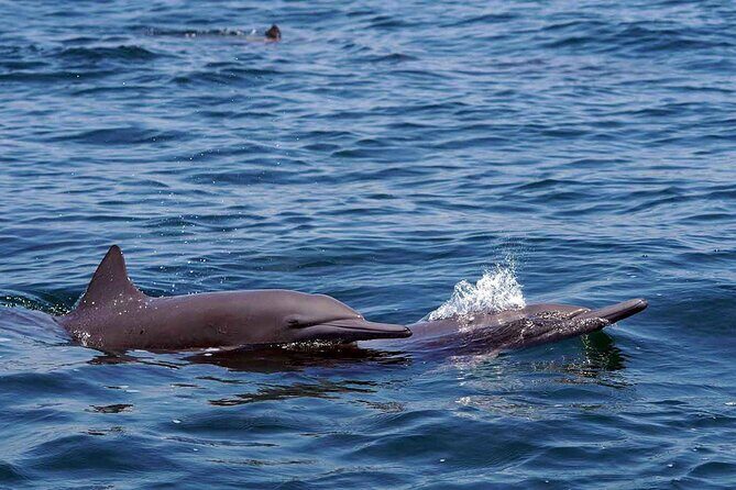 Private Huatulco Whale & Dolphin Adventures - Who Should Consider This Tour?