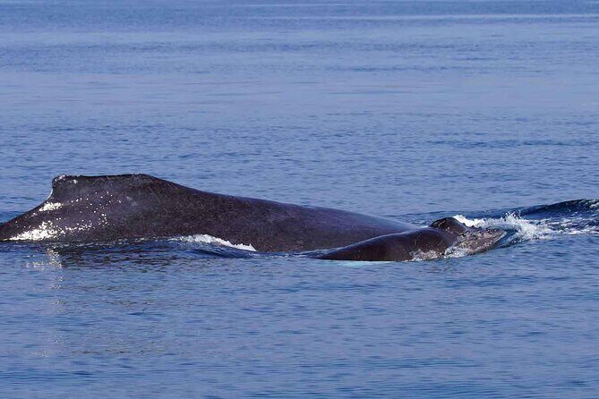 Private Huatulco Whale & Dolphin Adventures - Final Thoughts