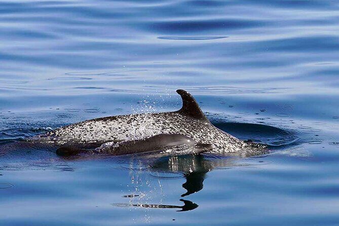 Private Huatulco Whale & Dolphin Adventures - Frequently Asked Questions