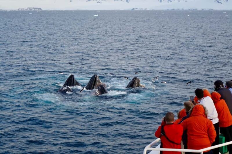 Private: Humpback Whale Encounter in Samaná Bay - Private: Humpback Whale Encounter in Samaná Bay — A Detailed Review