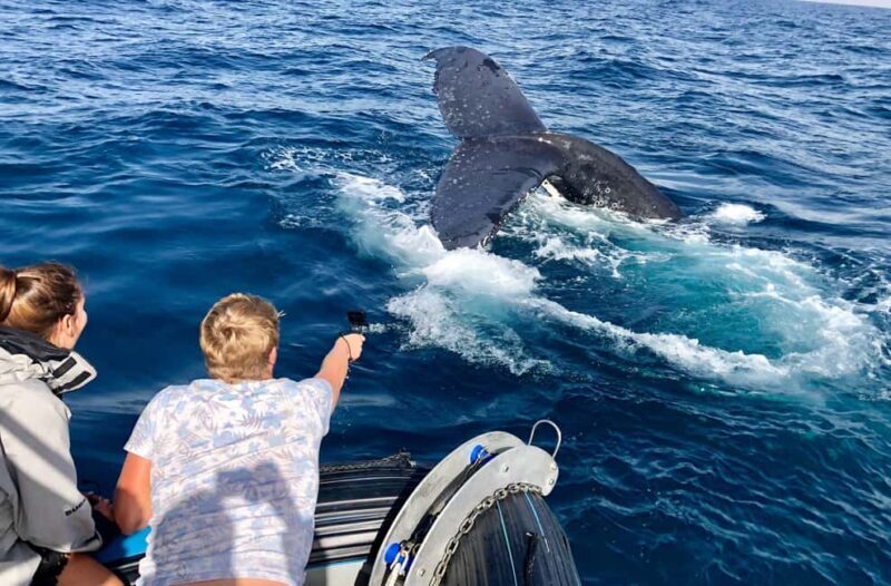 Private: Humpback Whale Encounter in Samaná Bay - How This Tour Fits into Your Travel Plans