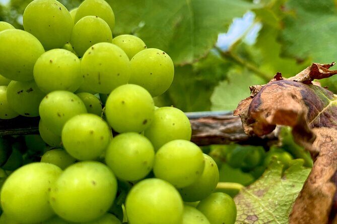 PRIVATE Hunter Valley All-Incl Premium Wine Tasting Tour (10 hrs) - Key Points