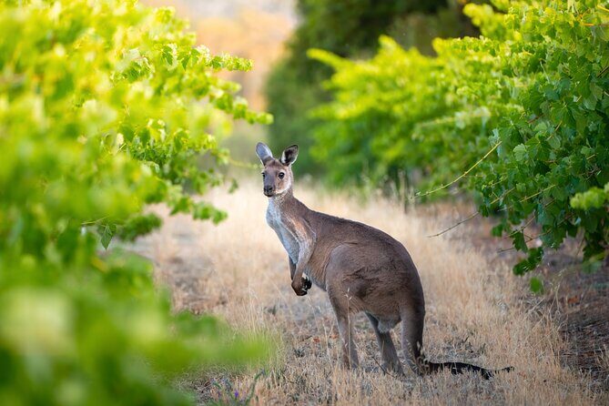 PRIVATE Hunter Valley All-Incl Premium Wine Tasting Tour (10 hrs) - Frequently Asked Questions