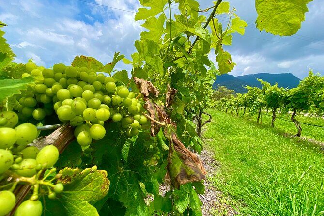 PRIVATE Hunter Valley All-Incl Premium Wine Tasting Tour (10 hrs) - Final Thoughts