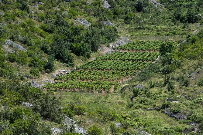 Private Hvar Wine Tasting Tour - The Sum Up: Is It Worth It?