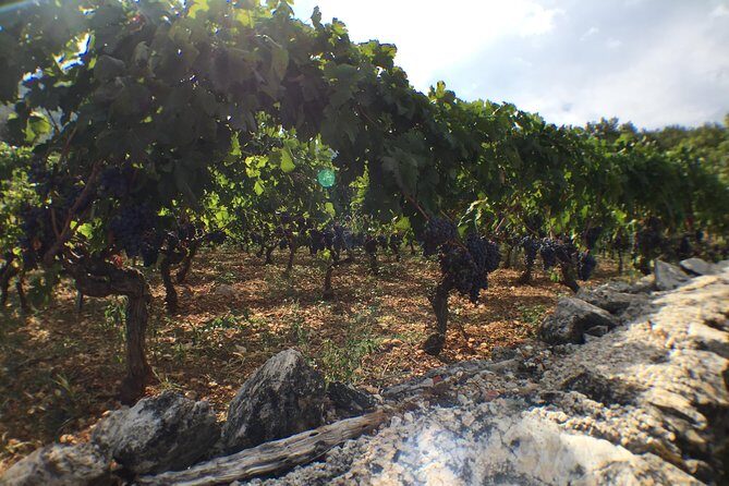 Private Hvar Wine Tasting Tour - Frequently Asked Questions (FAQs)
