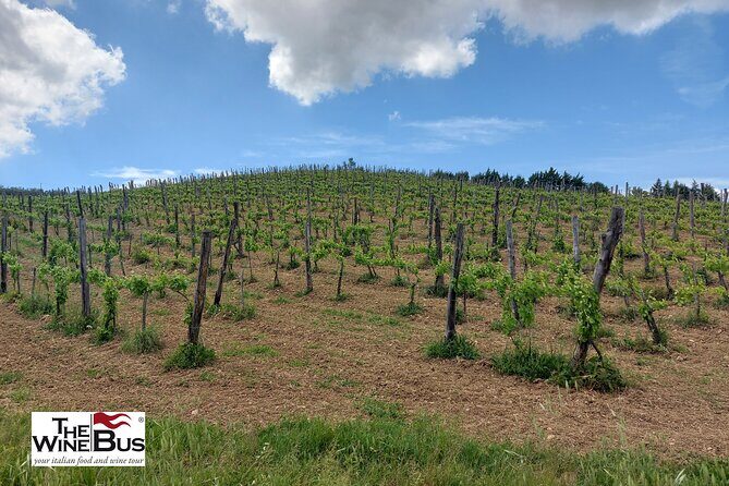 Private Irpinia Wine Tour from NAPLES with sommelier - A Personal Take on the Private Irpinia Wine Tour from Naples