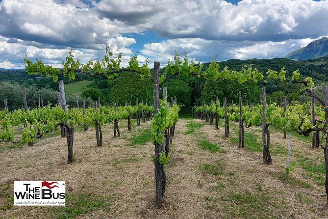 Private Irpinia Wine Tour from POSITANO, AMALFI or RAVELLO - Exploring the Irpinia Wine Region: A Deep Dive into the Experience