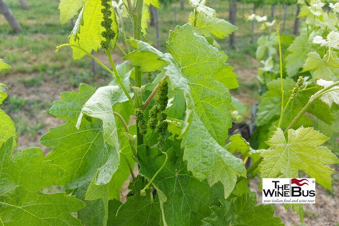 Private Irpinia Wine Tour from Sorrento with sommelier - An Authentic Sorrento Day Trip: Private Irpinia Wine Tour with a Sommelier