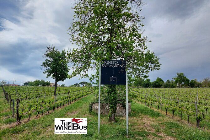 Private Irpinia Wine Tour from Sorrento with sommelier - A Deep Dive into the Experience