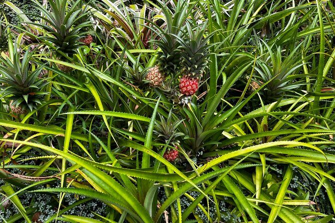 Private Island Adventure Volcanoes Beaches and Coffee Farms - Frequently Asked Questions