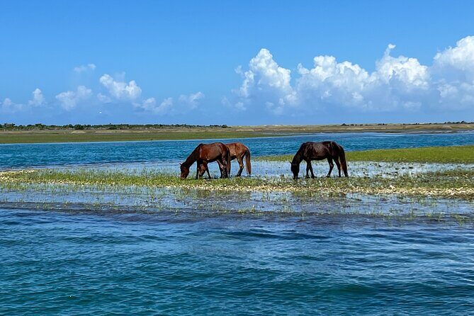 Private Island Eco Tours on a Private Boat from Shackleford Banks - Key Points