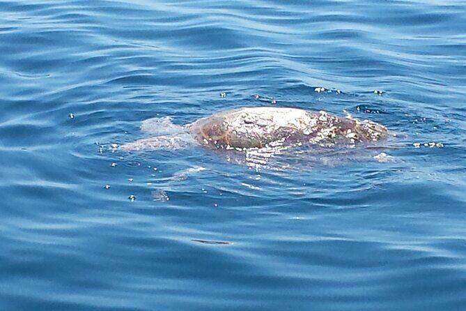 Private Island Eco Tours on a Private Boat from Shackleford Banks - FAQ