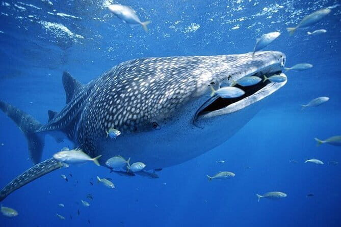 Private Island Hopping in Nasuluan, Hiltotongan and Caohngan - FAQ