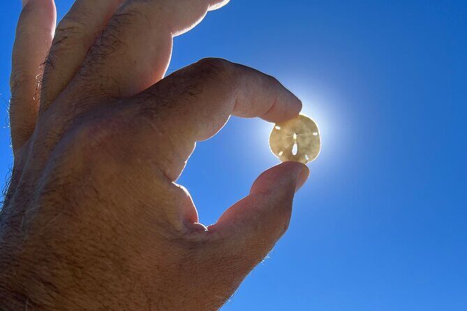 Private Island Paradise: Dolphin, Shelling, Birding Eco Boat Tour - Authentic Experiences from Travelers