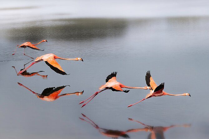 Private Island Tour with Photo Shoot Options Northern Tour - Exploring Bonaire’s North and South: A Deep Dive