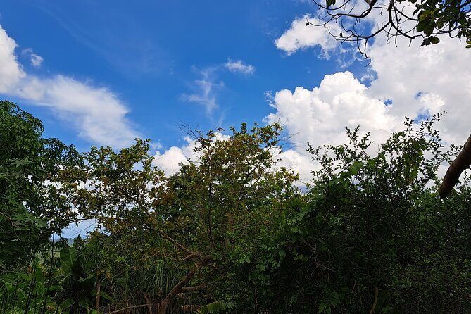 Private Jamrock Herbal Trek at Discovery Bay Jamaica - Why This Tour Brings Value