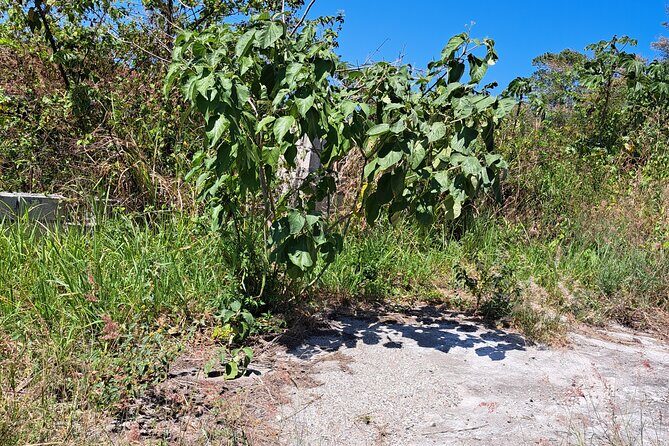 Private Jamrock Herbal Trek at Discovery Bay Jamaica - The Sum Up: Who Should Consider This Tour?