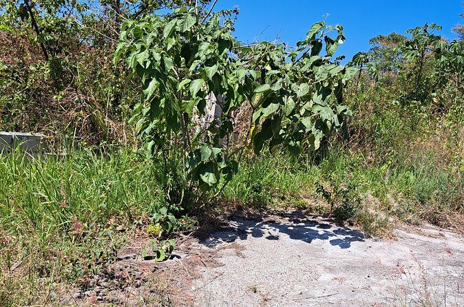 Private Jamrock Herbal Trek at Discovery Bay Jamaica - FAQ