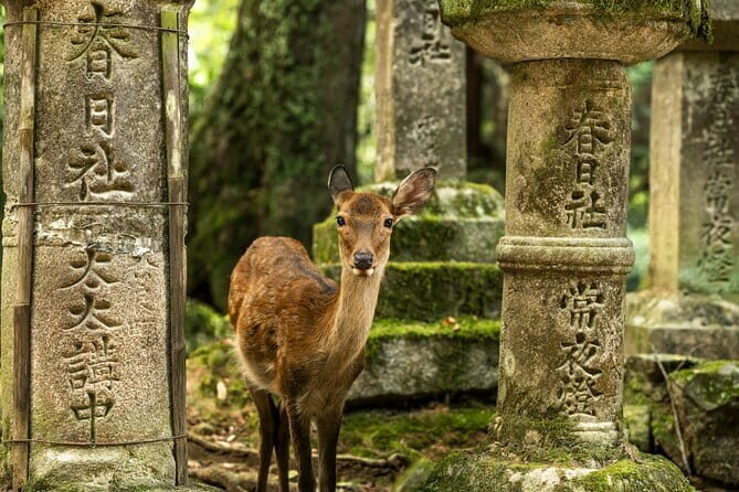 Private Japanese Ancient Tour from Kyoto to Nara - Key Points