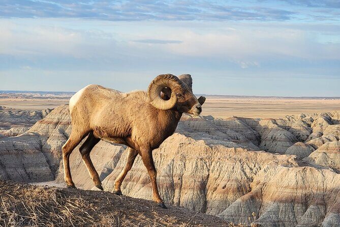 Private - JEEP Badlands Backcountry (Sage Creek/Sheep Mtn/Scenic) - The Sum Up: Who Will Love This Tour?
