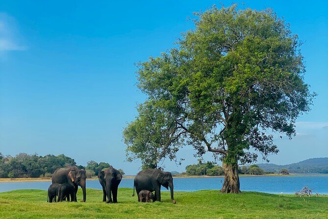 Private Jeep Safari at Minneriya and Kaudulla National Parks - Exploring the Best of Sri Lanka’s Wildlife on a Private Jeep Safari