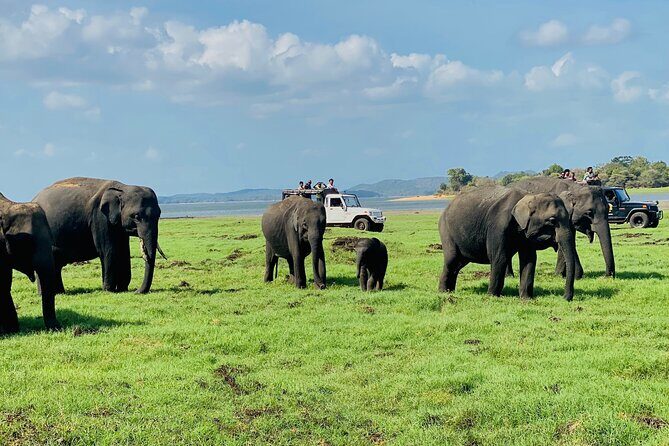 Private Jeep Safari at Minneriya and Kaudulla National Parks - A Deep Dive into the Safari Experience