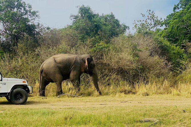 Private Jeep Safari at Minneriya and Kaudulla National Parks - The Sum Up