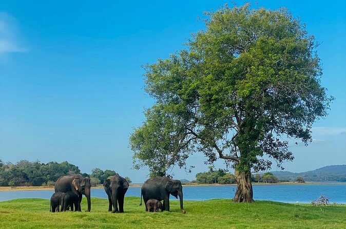 Private Jeep Safari at Minneriya and Kaudulla National Parks - FAQ