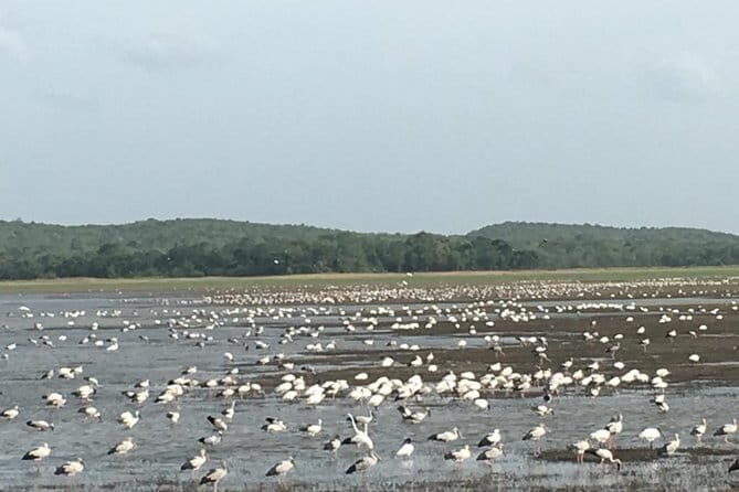 Private Jeep Safari at Minneriya National Park - Detailed Review: Exploring Minneriya on Your Terms