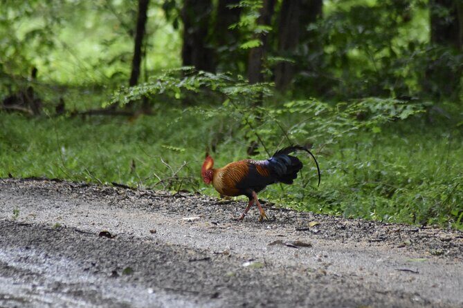 Private Jeep Safari at Minneriya National Park - Half Day Tour - Discover the Best of Minneriya National Park with a Private Jeep Safari