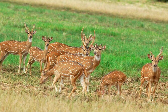 Private Jeep Safari at Minneriya National Park to Visit Elephants - Discover the Wild at Minneriya National Park with a Private Jeep Safari