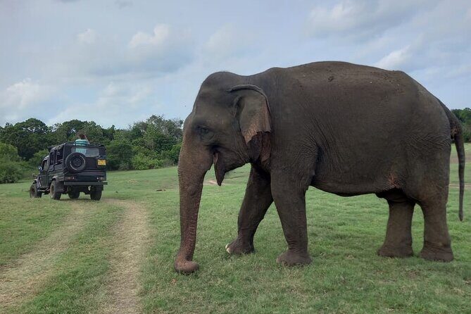 Private Jeep Safari at Minneriya National Park to Visit Elephants - The Sum Up
