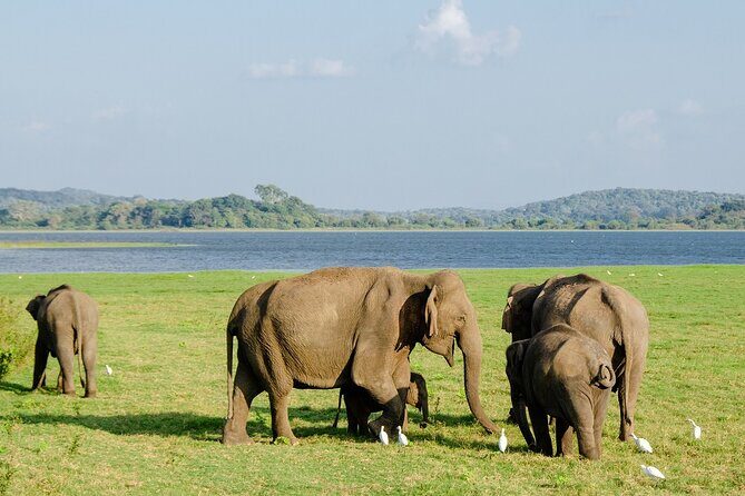 Private Jeep Safari at Minneriya National Park to Visit Elephants - FAQs