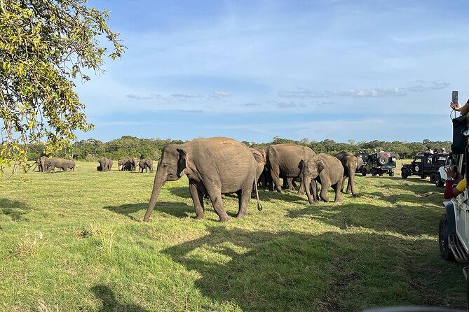 Private Jeep Safari at Minneriya National Parks - The Sum Up: Who Should Consider This Safari?