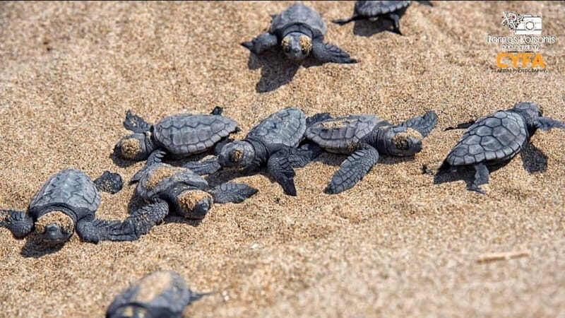 Private Jeep Safari Turtle Adventure & Adonis Waterfalls - A Rough-and-Ready Adventure in Cyprus’s Nature and Wildlife