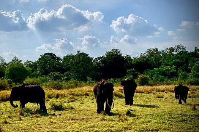 Private Journey to Sigiriya Majestic Rock Fortress from Colombo - Pricing and Value
