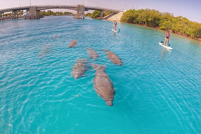 Private Jupiter Island Guided Paddle Boarding Tour - Private Jupiter Island Guided Paddle Boarding Tour: An Authentic Adventure on Florida’s Coast