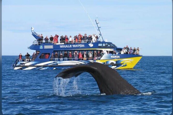 Private Kaikoura Whale Watching Day Trip From Christchurch - The Sum Up
