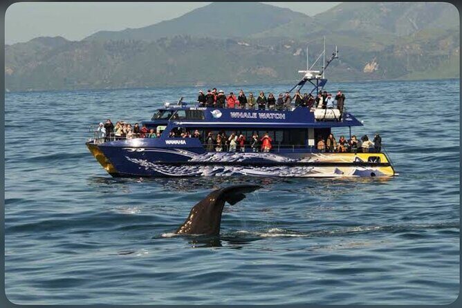 Private Kaikoura Whale Watching Day Trip From Christchurch - FAQs