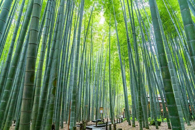 Private Kamakura Enoshima Tour from Tokyo w/ pickup & local guide - Key Points