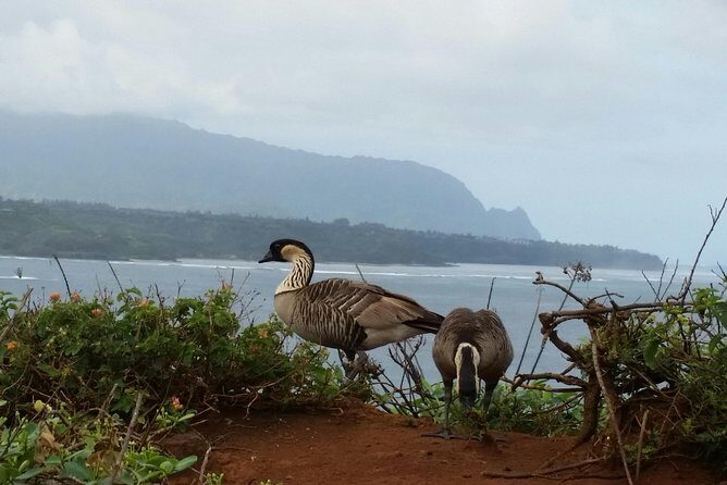 Private Kauai North Shore Tour - A Detailed Look at the Kauai North Shore Private Tour