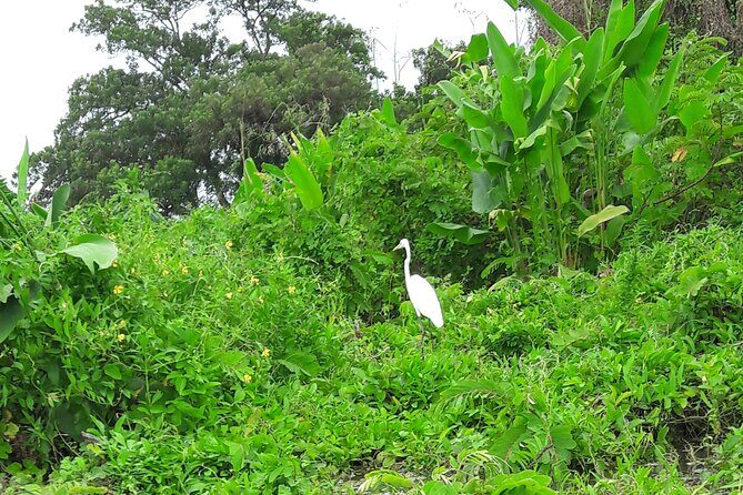Private Kayaking Experience in Ometepe - An In-Depth Look at the Ometepe Kayaking Tour