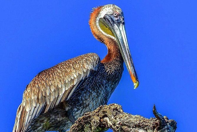 Private Kayaking in Los Haitises with Tour guide from Caño Hondo - Key Points