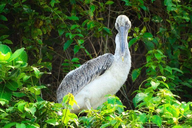 Private Kayaking in Los Haitises with Tour guide from Caño Hondo - FAQ