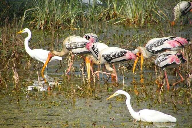 Private Keoladeo National Park Tour sightseeing - All Inclusive - Key Points