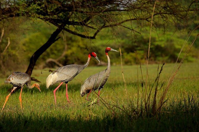 Private Keoladeo National Park Tour sightseeing - All Inclusive - Authentic Encounters and Unique Insights