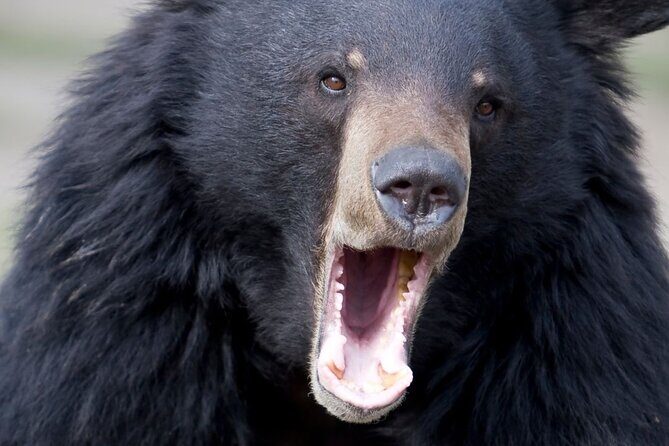 Private Ketchikan Wildlife and Sightseeing Tour - The Sum Up